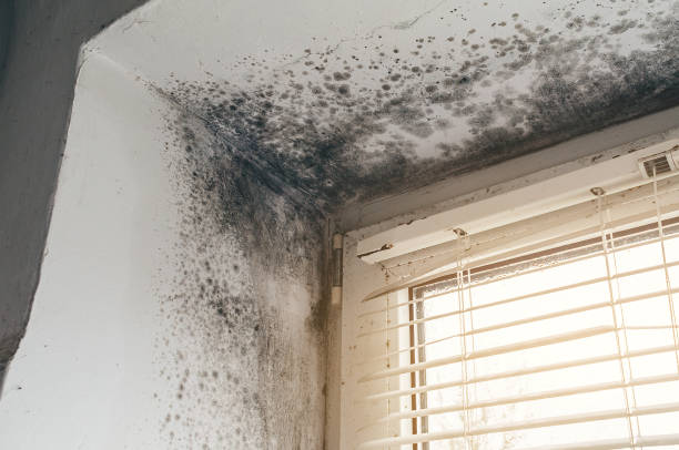 Affordable Black Mold Remediation solutions in Vienna, GA