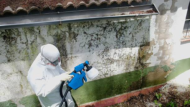 Top rated local Black Mold Remediation specialists in Vienna, GA